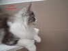 Dumny Kot*PL, Norwegian Forest Cat and Russian Blue cattery