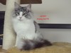 Dumny Kot*PL, Norwegian Forest Cat and Russian Blue cattery