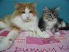 Dumny Kot*PL, Norwegian Forest Cat and Russian Blue cattery