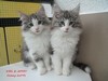 Dumny Kot*PL, Norwegian Forest Cat and Russian Blue cattery