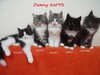 Dumny Kot*PL, Norwegian Forest Cat and Russian Blue cattery