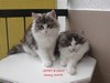 Dumny Kot*PL, Norwegian Forest Cat and Russian Blue cattery