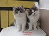 Dumny Kot*PL, Norwegian Forest Cat and Russian Blue cattery