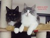 Dumny Kot*PL, Norwegian Forest Cat and Russian Blue cattery