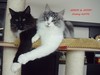 Dumny Kot*PL, Norwegian Forest Cat and Russian Blue cattery