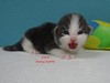 Dumny Kot*PL, Norwegian Forest Cat and Russian Blue cattery