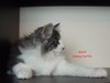 Dumny Kot*PL, Norwegian Forest Cat and Russian Blue cattery