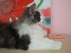 Dumny Kot*PL, Norwegian Forest Cat and Russian Blue cattery