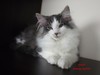 Dumny Kot*PL, Norwegian Forest Cat and Russian Blue cattery