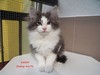 Dumny Kot*PL, Norwegian Forest Cat and Russian Blue cattery