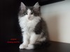 Dumny Kot*PL, Norwegian Forest Cat and Russian Blue cattery