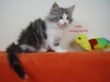 Dumny Kot*PL, Norwegian Forest Cat and Russian Blue cattery