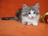 Dumny Kot*PL, Norwegian Forest Cat and Russian Blue cattery