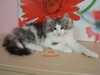 Dumny Kot*PL, Norwegian Forest Cat and Russian Blue cattery