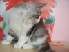 Dumny Kot*PL, Norwegian Forest Cat and Russian Blue cattery