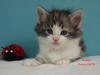 Dumny Kot*PL, Norwegian Forest Cat and Russian Blue cattery