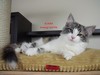 Dumny Kot*PL, Norwegian Forest Cat and Russian Blue cattery