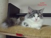 Dumny Kot*PL, Norwegian Forest Cat and Russian Blue cattery