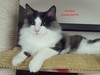 Dumny Kot*PL, Norwegian Forest Cat and Russian Blue cattery