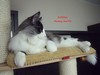 Dumny Kot*PL, Norwegian Forest Cat and Russian Blue cattery