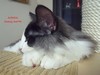 Dumny Kot*PL, Norwegian Forest Cat and Russian Blue cattery