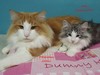 Dumny Kot*PL, Norwegian Forest Cat and Russian Blue cattery