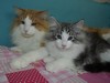 Dumny Kot*PL, Norwegian Forest Cat and Russian Blue cattery