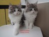 Dumny Kot*PL, Norwegian Forest Cat and Russian Blue cattery