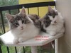 Dumny Kot*PL, Norwegian Forest Cat and Russian Blue cattery