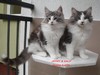 Dumny Kot*PL, Norwegian Forest Cat and Russian Blue cattery