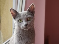 Dumny Kot*PL, Norwegian Forest Cat and Russian Blue cattery