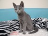 Dumny Kot*PL, Norwegian Forest Cat and Russian Blue cattery