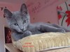 Dumny Kot*PL, Norwegian Forest Cat and Russian Blue cattery