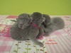 Dumny Kot*PL, Norwegian Forest Cat and Russian Blue cattery