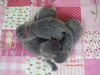 Dumny Kot*PL, Norwegian Forest Cat and Russian Blue cattery