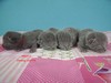 Dumny Kot*PL, Norwegian Forest Cat and Russian Blue cattery