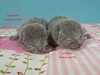 Dumny Kot*PL, Norwegian Forest Cat and Russian Blue cattery