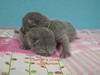 Dumny Kot*PL, Norwegian Forest Cat and Russian Blue cattery