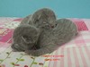 Dumny Kot*PL, Norwegian Forest Cat and Russian Blue cattery