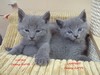 Dumny Kot*PL, Norwegian Forest Cat and Russian Blue cattery