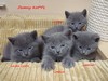 Dumny Kot*PL, Norwegian Forest Cat and Russian Blue cattery