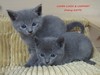 Dumny Kot*PL, Norwegian Forest Cat and Russian Blue cattery