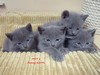 Dumny Kot*PL, Norwegian Forest Cat and Russian Blue cattery