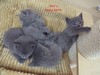 Dumny Kot*PL, Norwegian Forest Cat and Russian Blue cattery