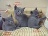 Dumny Kot*PL, Norwegian Forest Cat and Russian Blue cattery