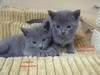 Dumny Kot*PL, Norwegian Forest Cat and Russian Blue cattery