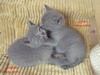 Dumny Kot*PL, Norwegian Forest Cat and Russian Blue cattery