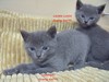 Dumny Kot*PL, Norwegian Forest Cat and Russian Blue cattery