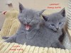 Dumny Kot*PL, Norwegian Forest Cat and Russian Blue cattery