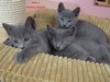 Dumny Kot*PL, Norwegian Forest Cat and Russian Blue cattery